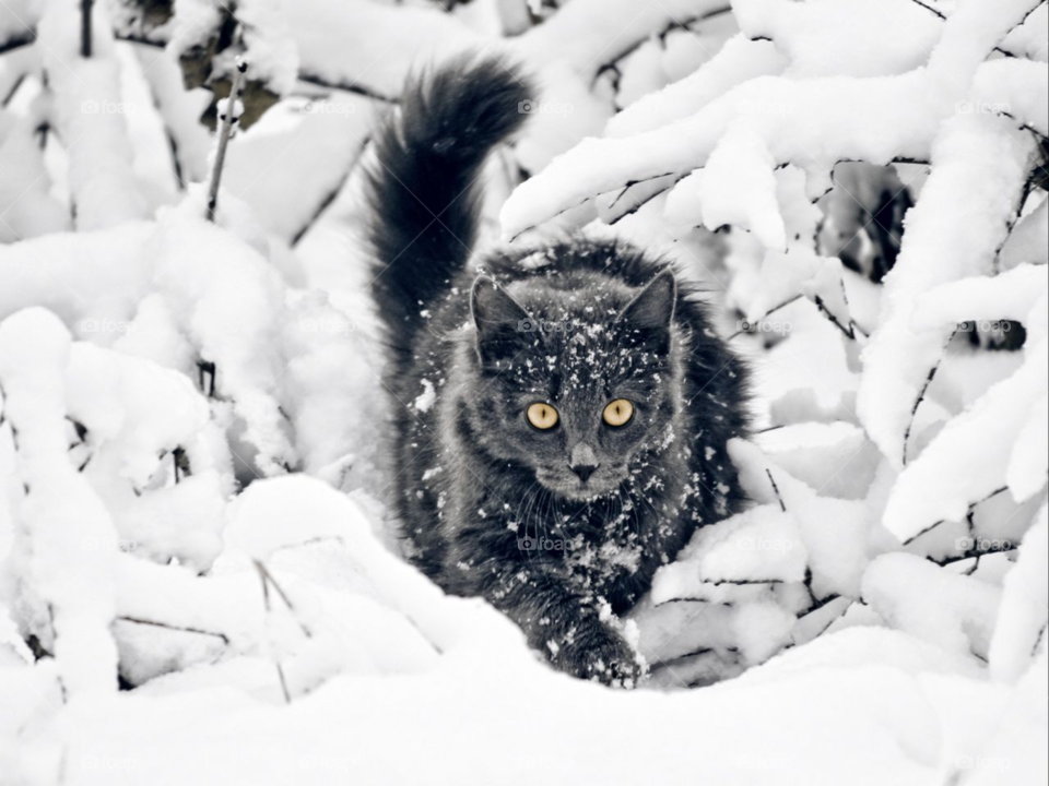 Snow cat 