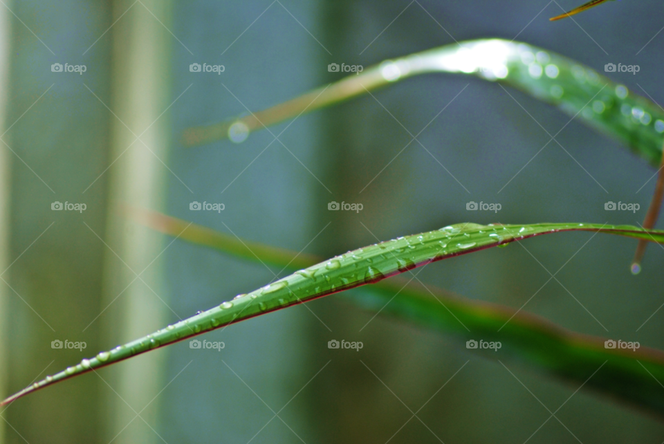 palm leaf dew wet by sher4492000