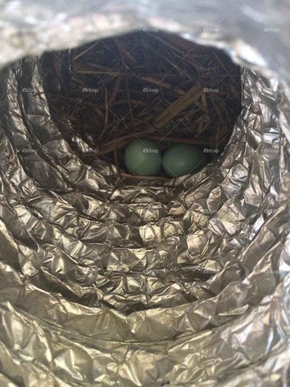 Omg I'm not quite sure why I would do this to my self but long story short I overheated these baby eggs in the dryer vent somehow after only a few days of not doing laundry she made a nest and lay 3 eggs 1 broke n the other 2 well the dryer was on high so yeah. 