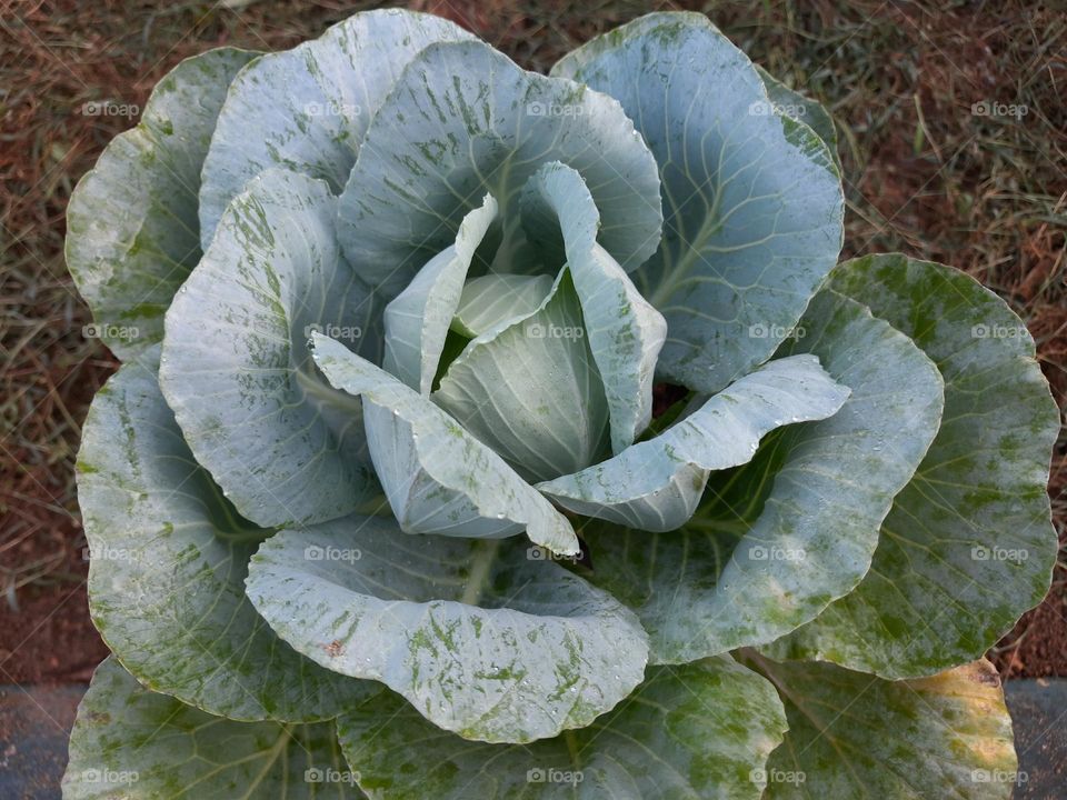 cabbage