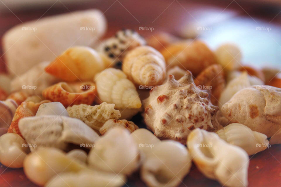 Seashell love
