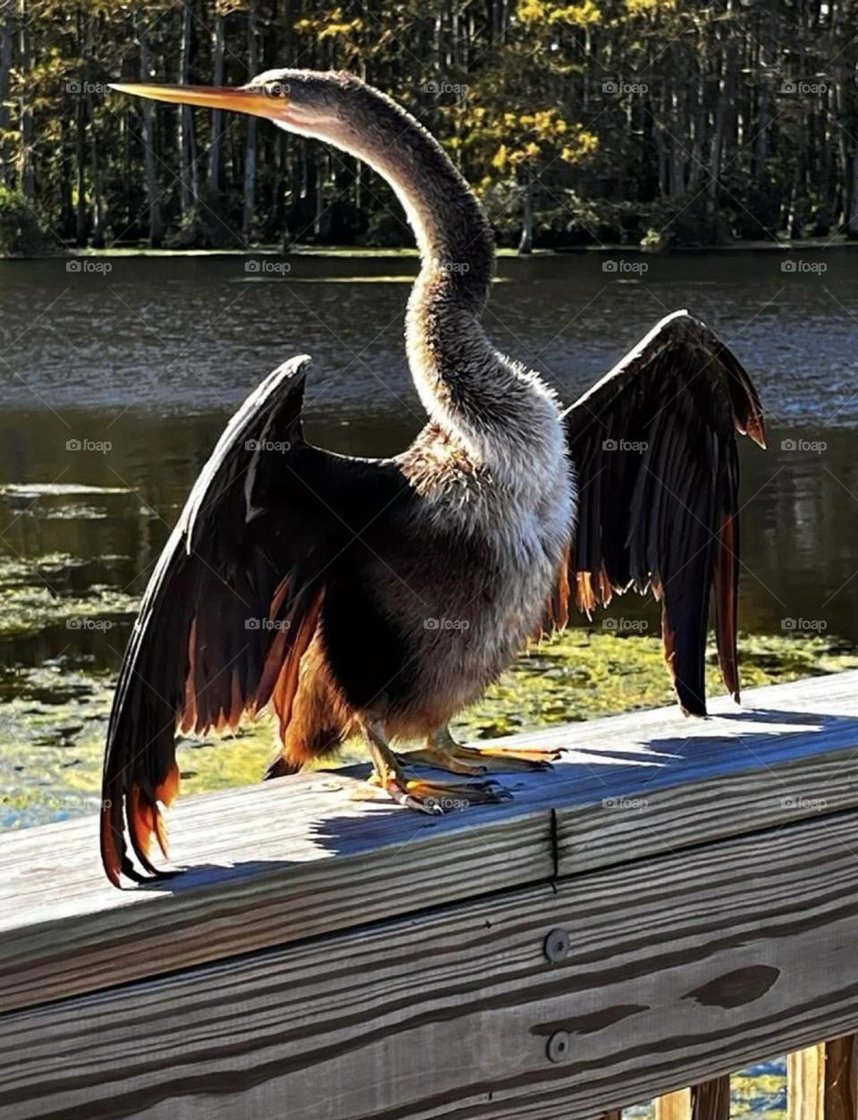 Anhinga drying its wings in the sun while perched upon a wooden railing at a lake
