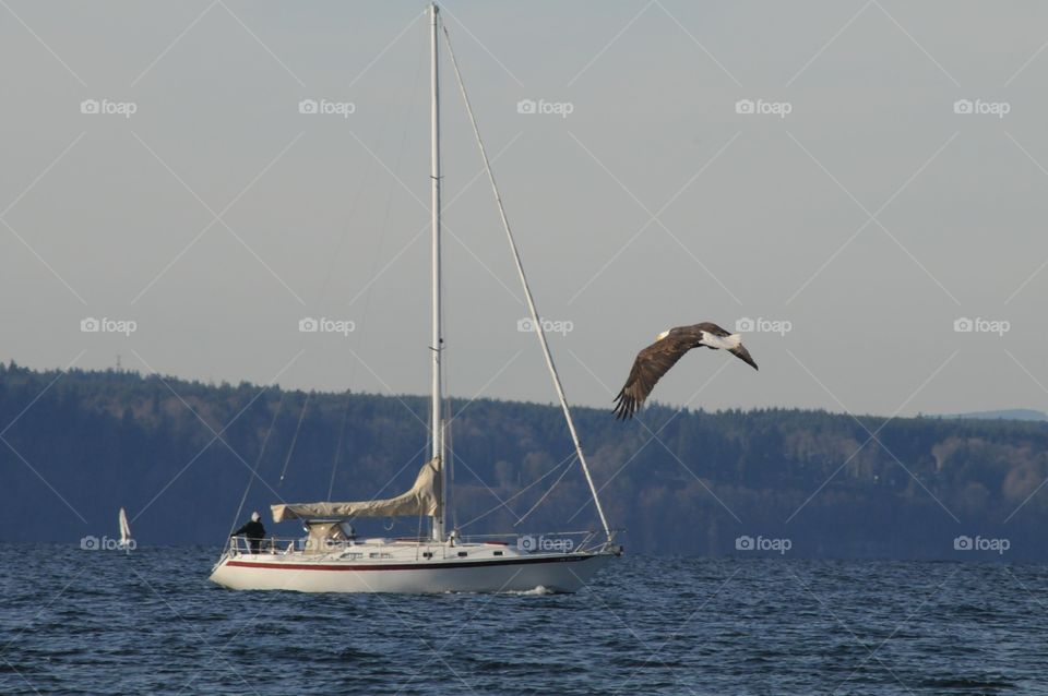 Sailing with a Bald Eagle. Bald Eagle in flight while sailing the Puget Sound