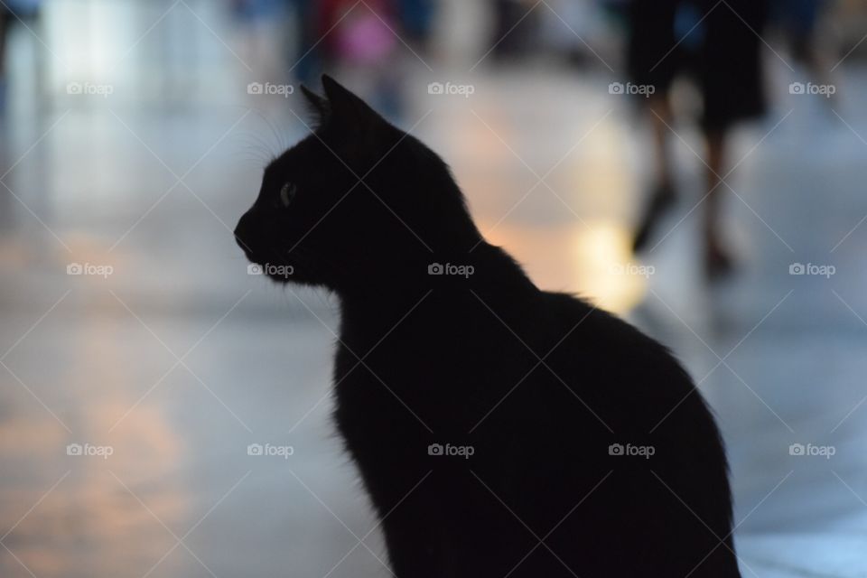 Black cat 