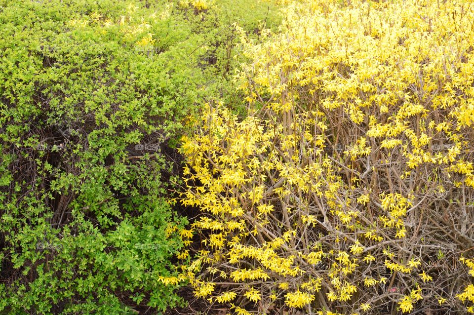 yellow and green bushes