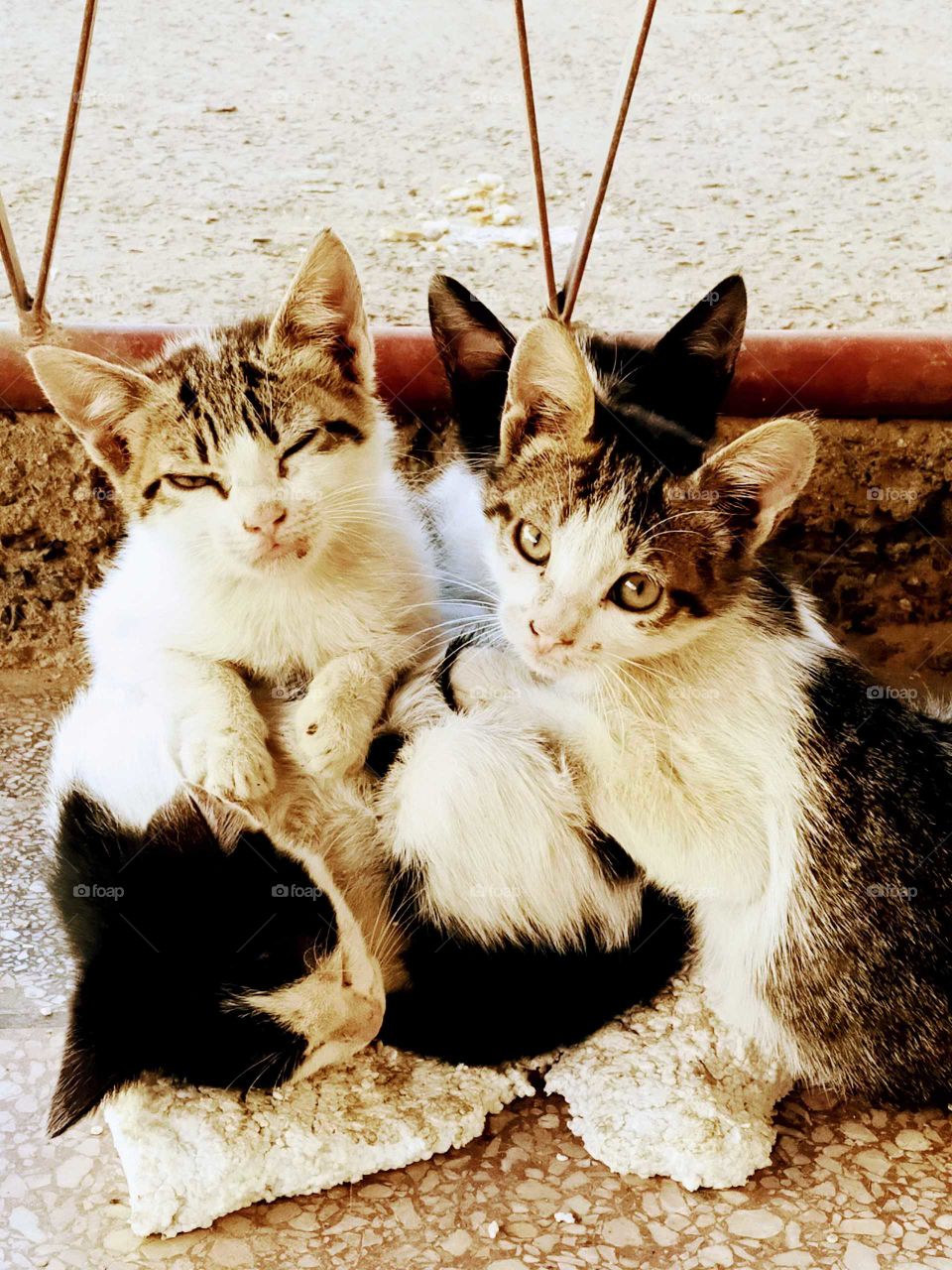 Amazing small cats live in the street.I have seen them and decided to take a photo.They are so beautiful..