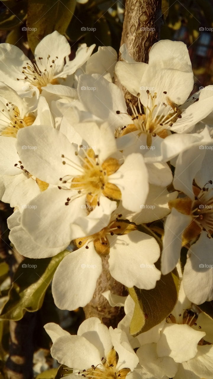 White beautiful flowers