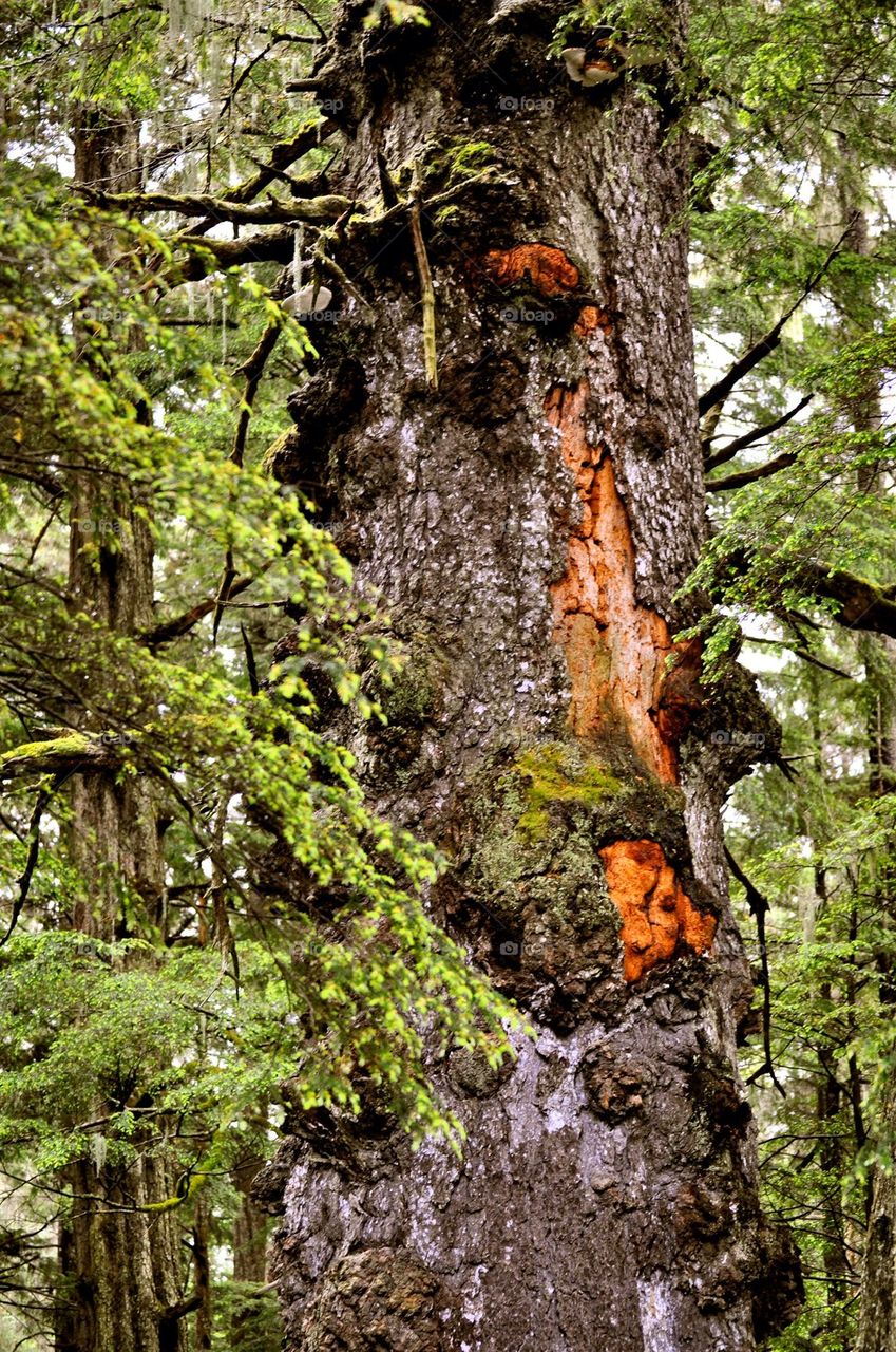 Alaskan tree