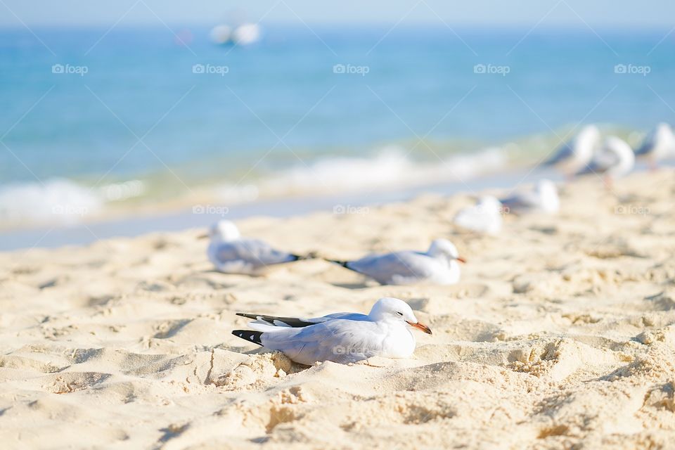 Seagulls are sunbathing along the beach. 