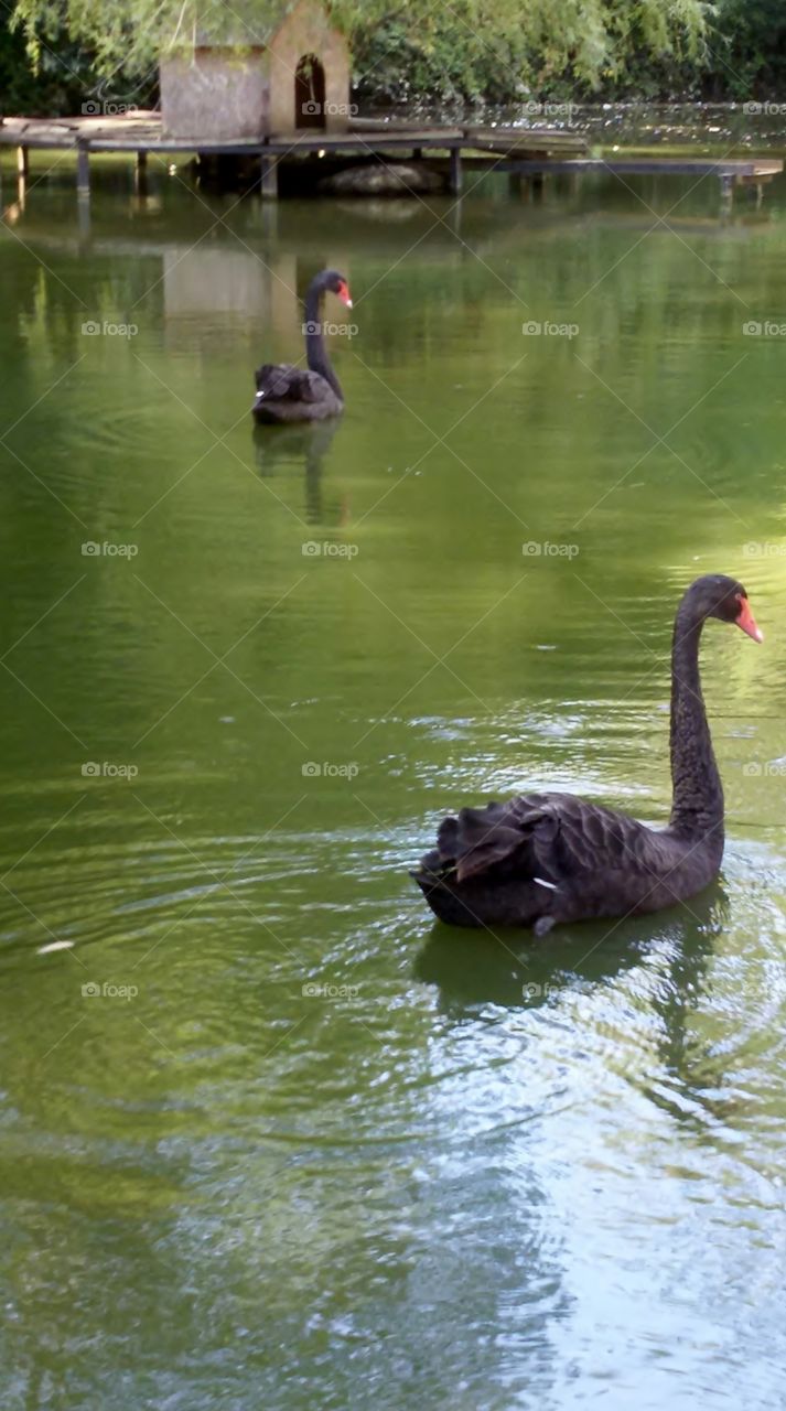 Sochi,park Dendrarium_swan lake
