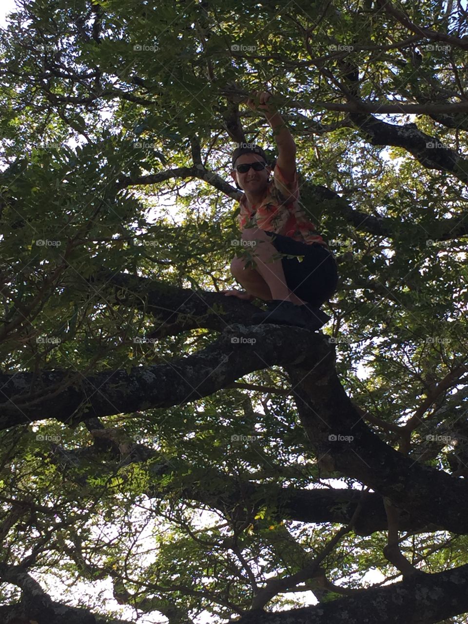 Tree, Wood, Park, Nature, Outdoors