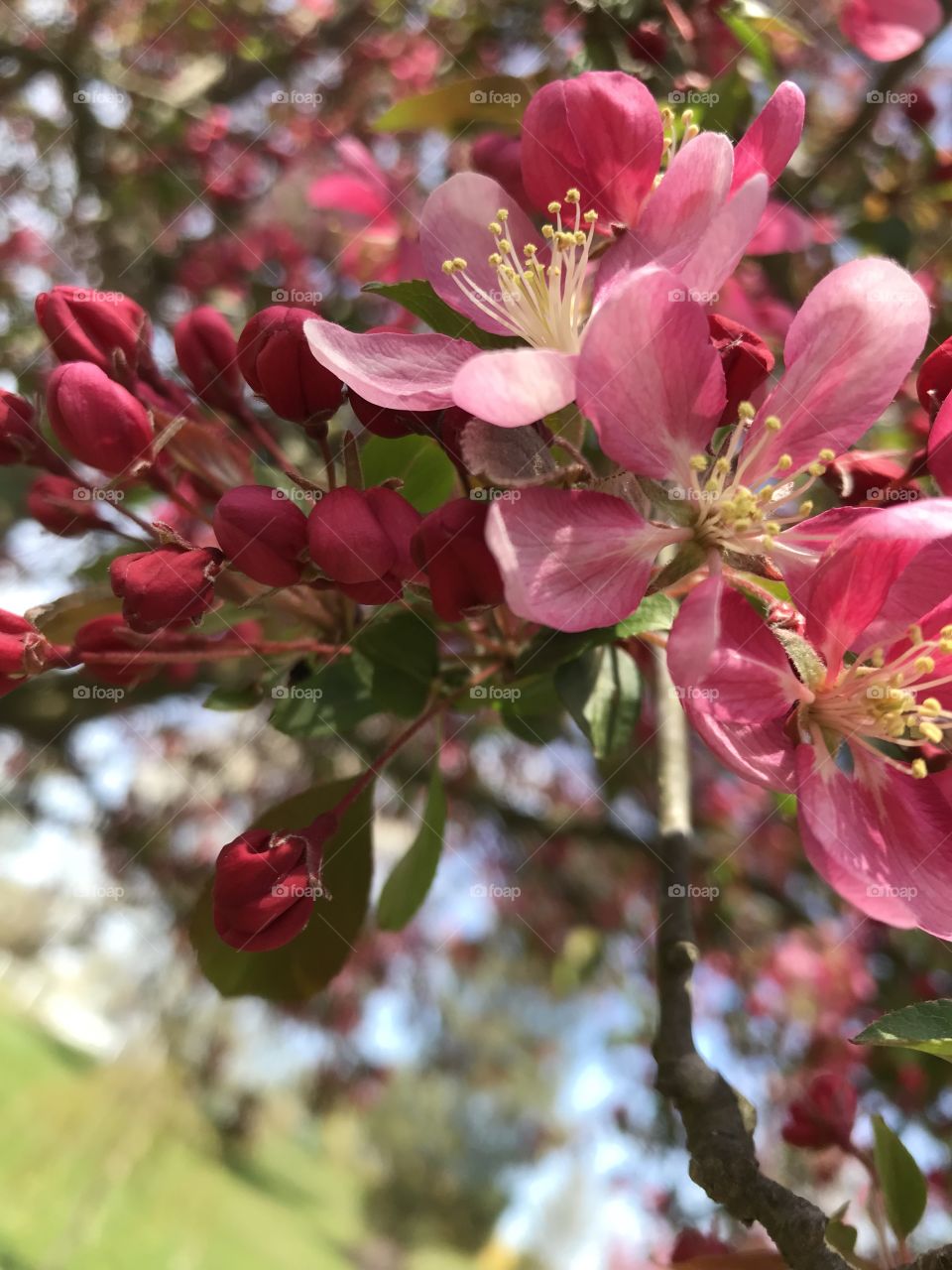 Spring is in full bloom at our house! Beautiful pink blossoms!