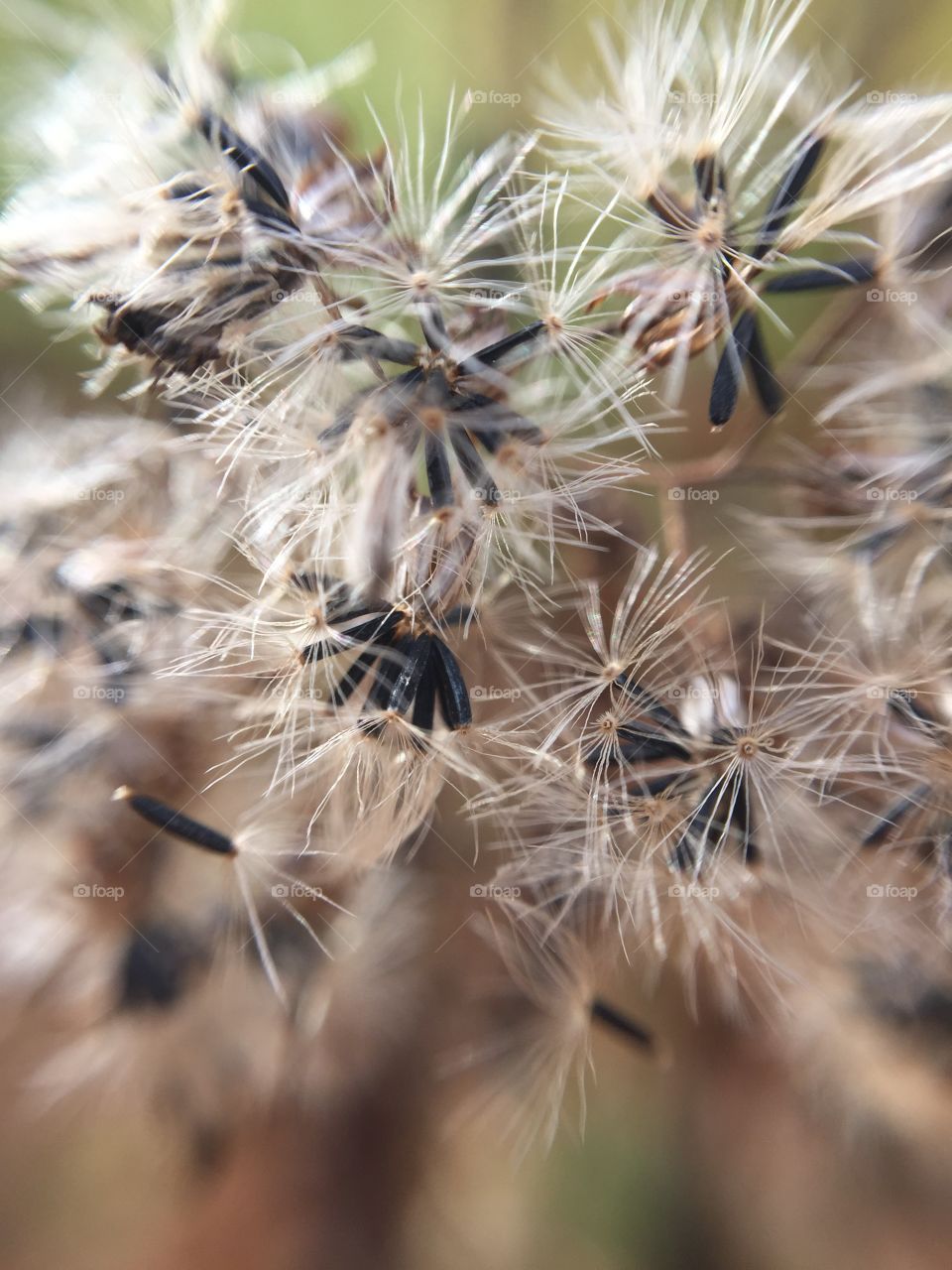 Macro weed fluff