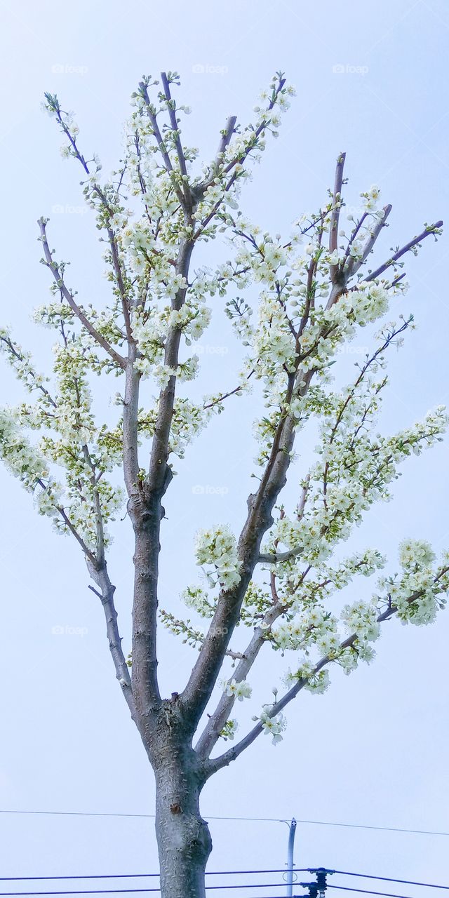 The cherry flower and the blue sky