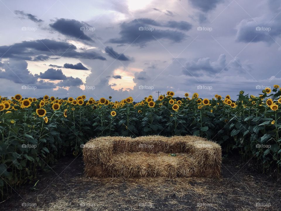 Late afternoon cloudy summer day hay bales sunflower field 