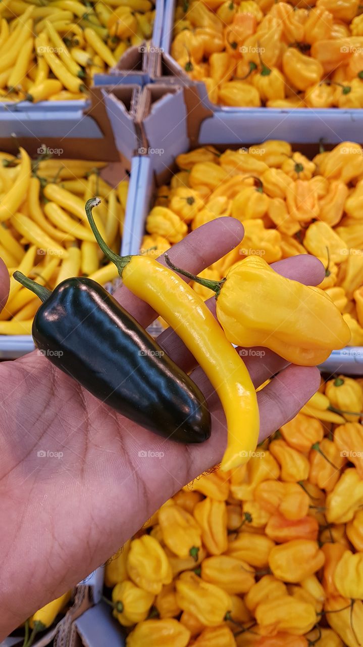 Different breed of Chili Pepper & Capsicum.
The Purplish & the Yellow one are Chili Pepper.
The right in the corner Capsicum.