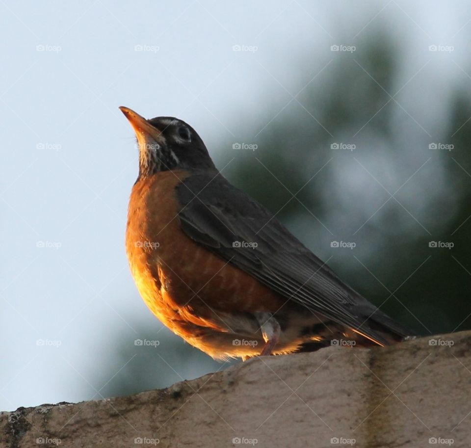 Robin on fence