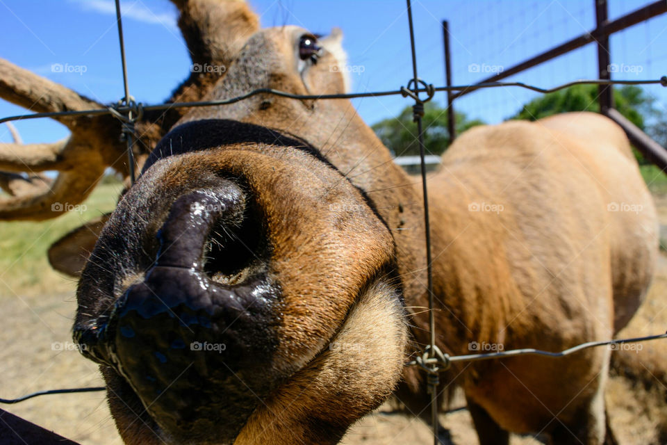 Elk Saying Hello