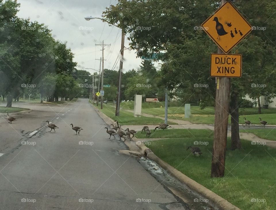 Duck xing 