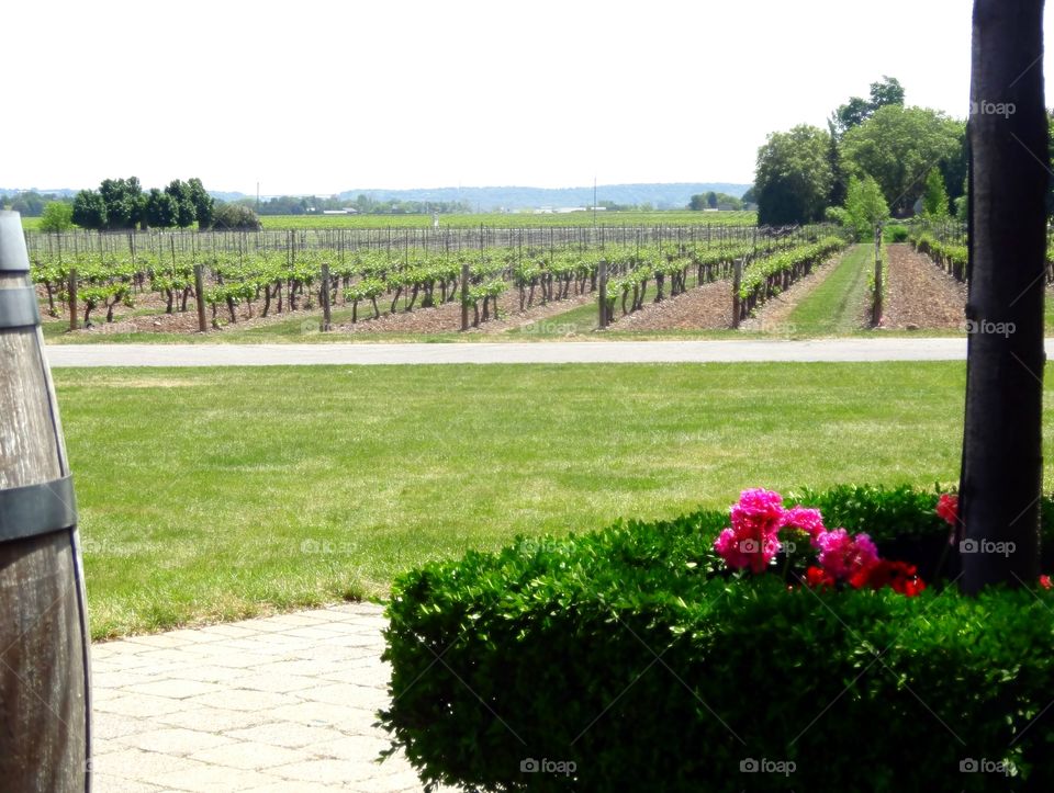 Peller Estates Winery ~Niagara on the Lake ~ Canada
