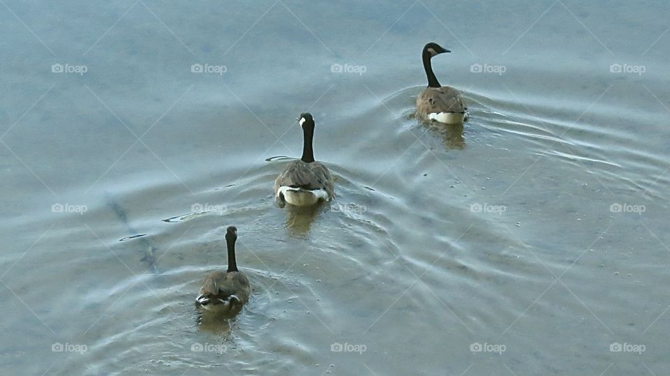 Geese One Two Three