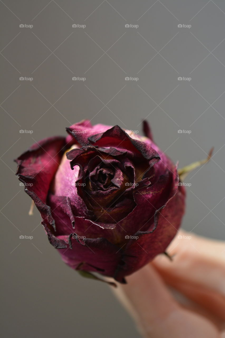 Nature, Flower, No Person, Rose, Love