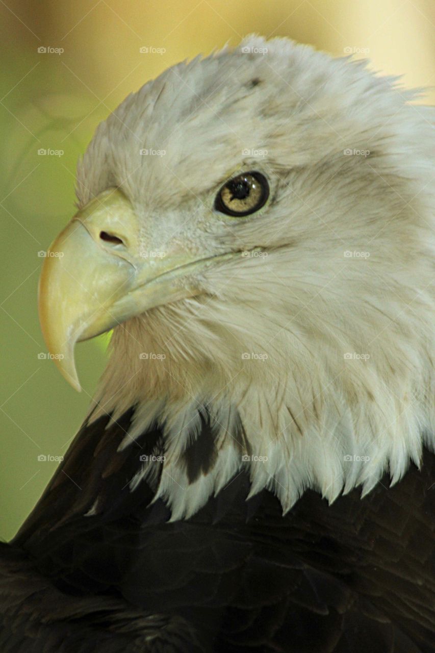 American Bald Eagle. This beautiful proud sign of America 