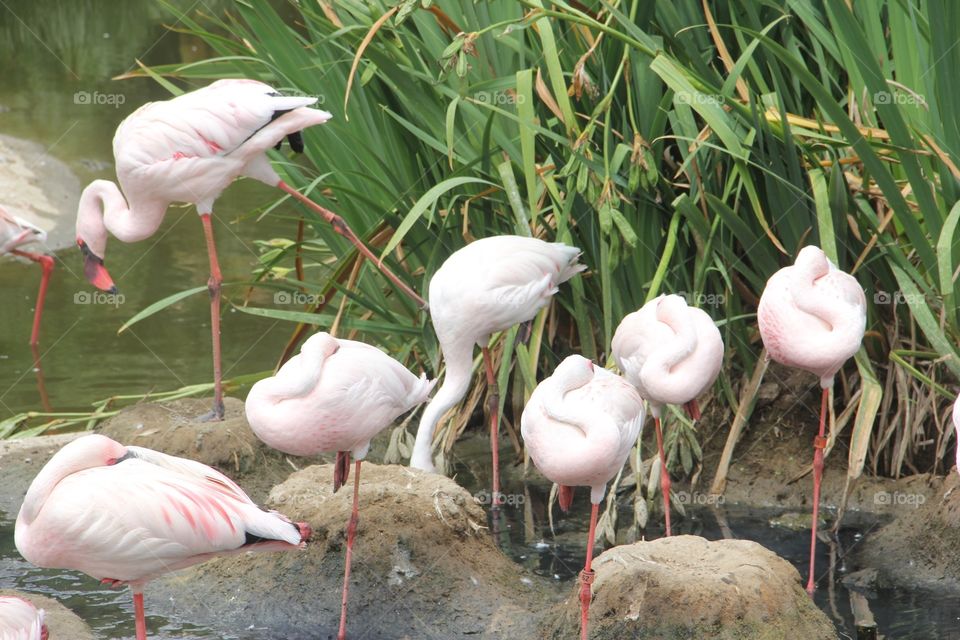 Nature, Bird, Flamingo, Wildlife, Animal
