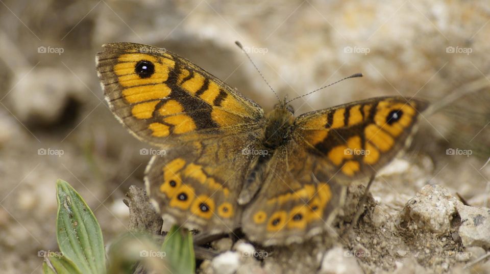 Butterfly in France