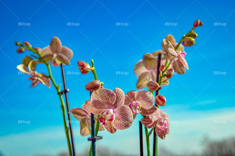 Orchids