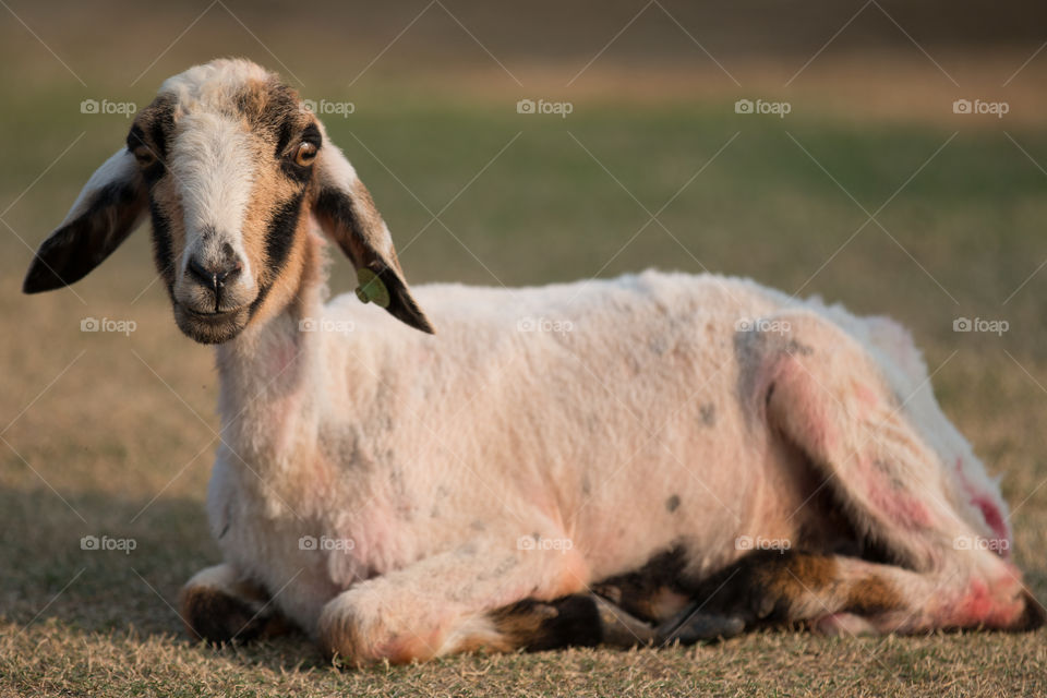 Mammal, Farm, Sheep, Animal, Grass