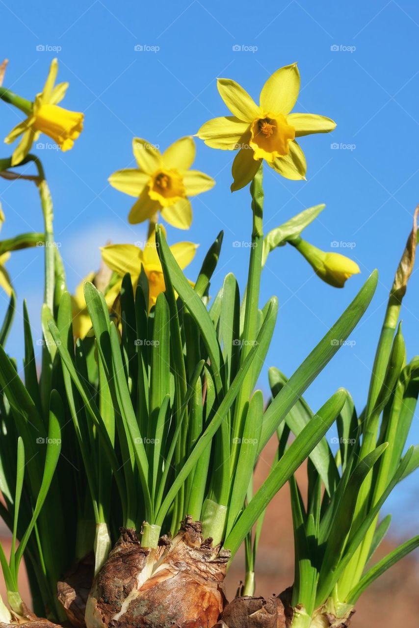 Daffodils