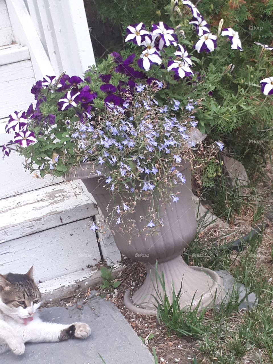 flowers and cat