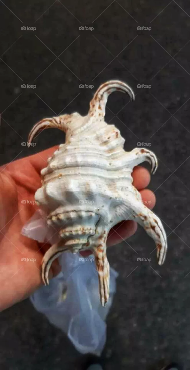 Souvenir from the seaside