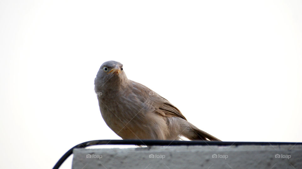 Little comman bird, Jungle Babbler, who looks angry but is not, in our urban area.