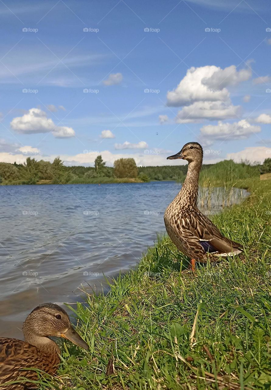 birds ducks on a lake shore summer time mobile photography