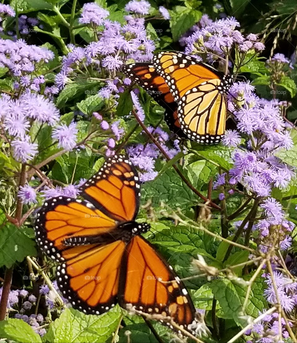 majestic monarchs
