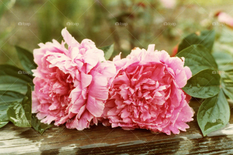 Peonies