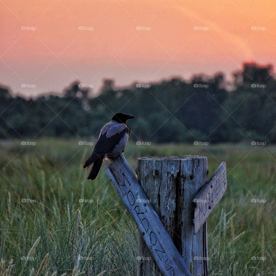 Crow perching on wood