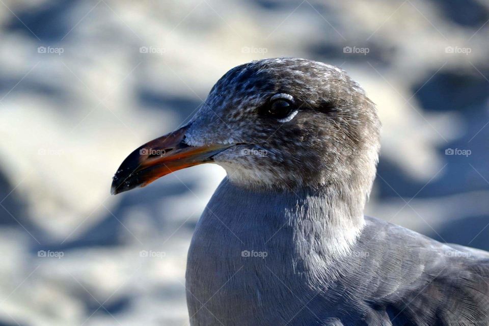 seagull