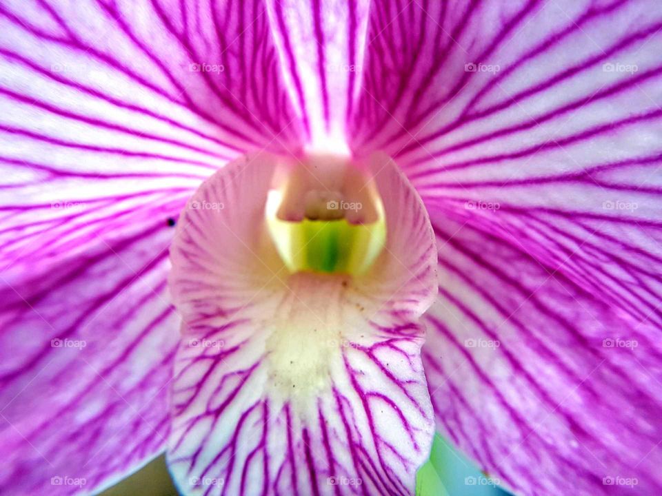 texture orchid