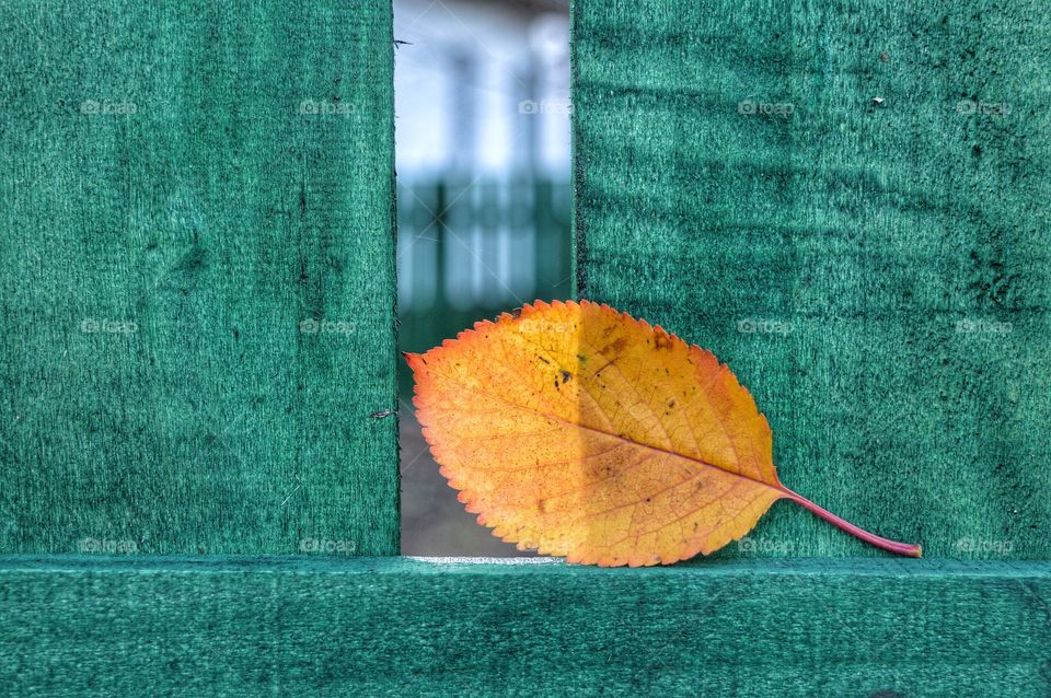Desktop, Leaf, Texture, Abstract, Fall