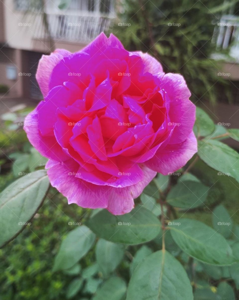 pink rose