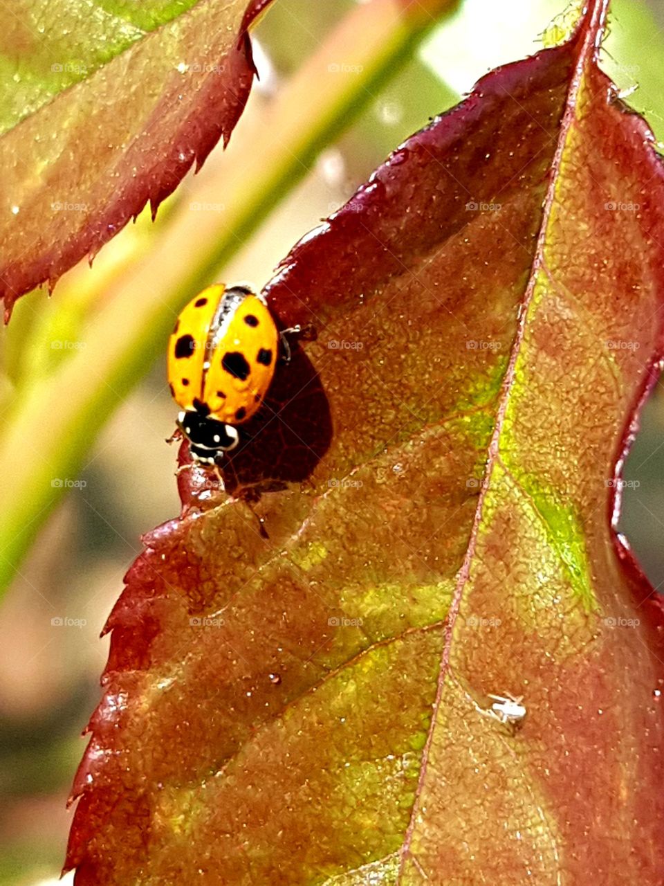 ladybug