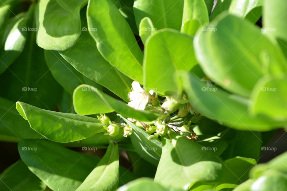 Bright green close up of leaves 