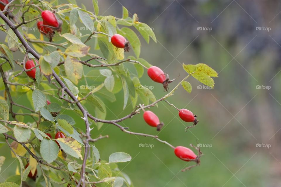 Growing rose hips