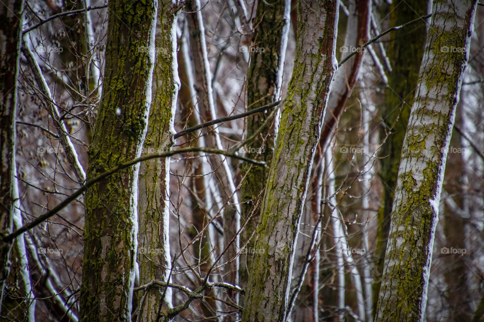 Moosy trunks in winter