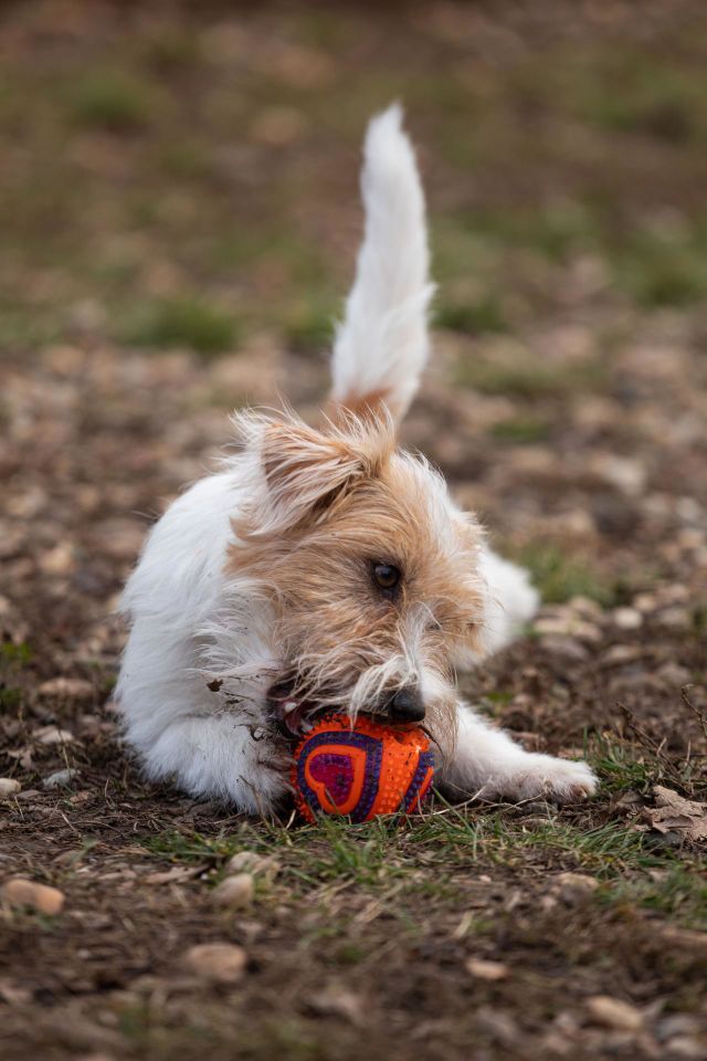 A dog playing with a ball
