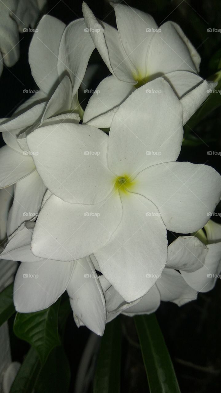 The Big white flowers
