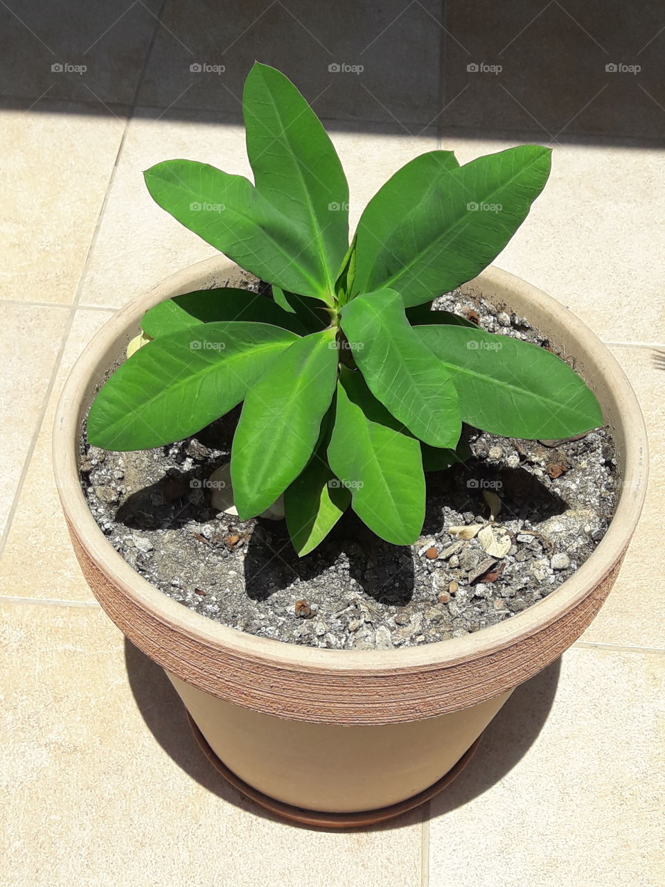 pot with green leaf flower